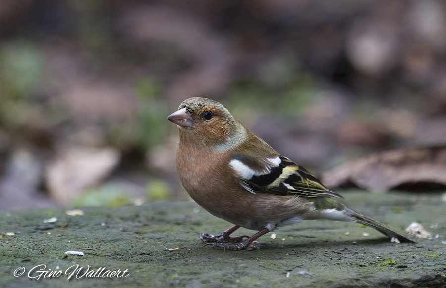 sized_122910_6