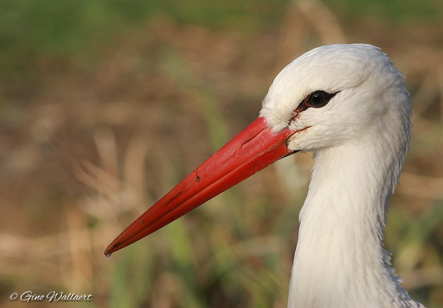 sized_Planckendael 15-02-08 136-3