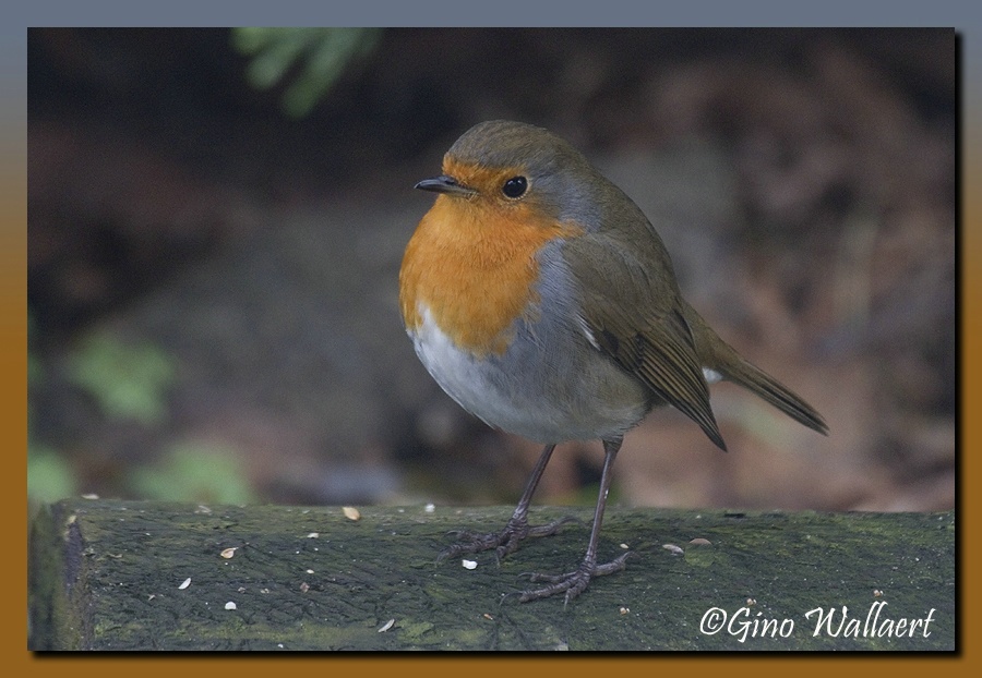 sized_roodborst-1