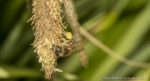 Let op de nectar op de pootjes