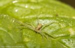 Spinnetje op muntblad
